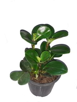 فروش گیاه قاشقی سبز